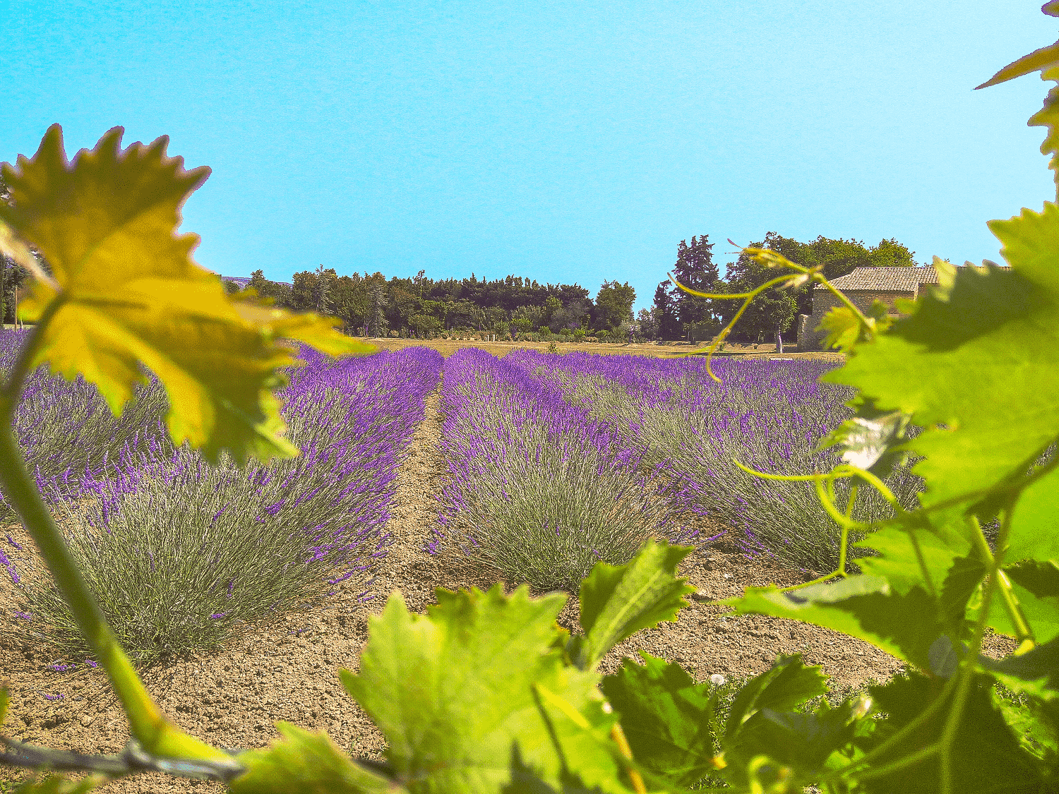 Jardin du Mas des Fugueyrolles